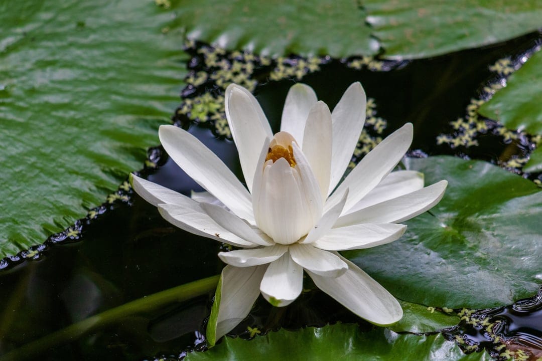 White water lily flower with a yellow center floats on dark pond water beside green pads in natural light.