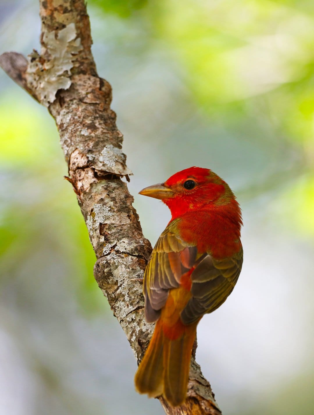 Scarlet Tanager with bright red feathers and yellowish wings perching on a textured grey tree branch in a forest.