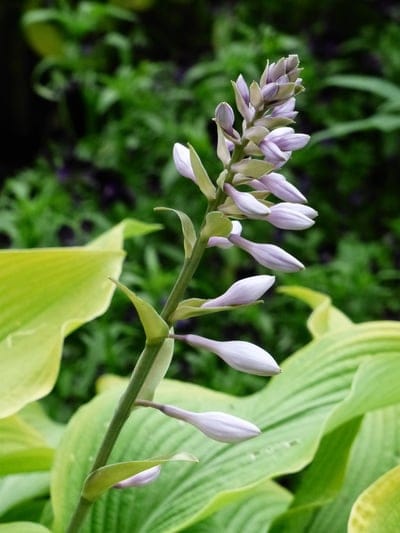 Hosta, flower stalk, buds, lavender flowers, green leaves, variegated foliage, garden plant, perennial, botany, nature, floral, close-up, outdoor, summer bloom, horticulture, plant photography, leaf texture, delicate, fragile, natural beauty, gardening, seasonal, inflorescence