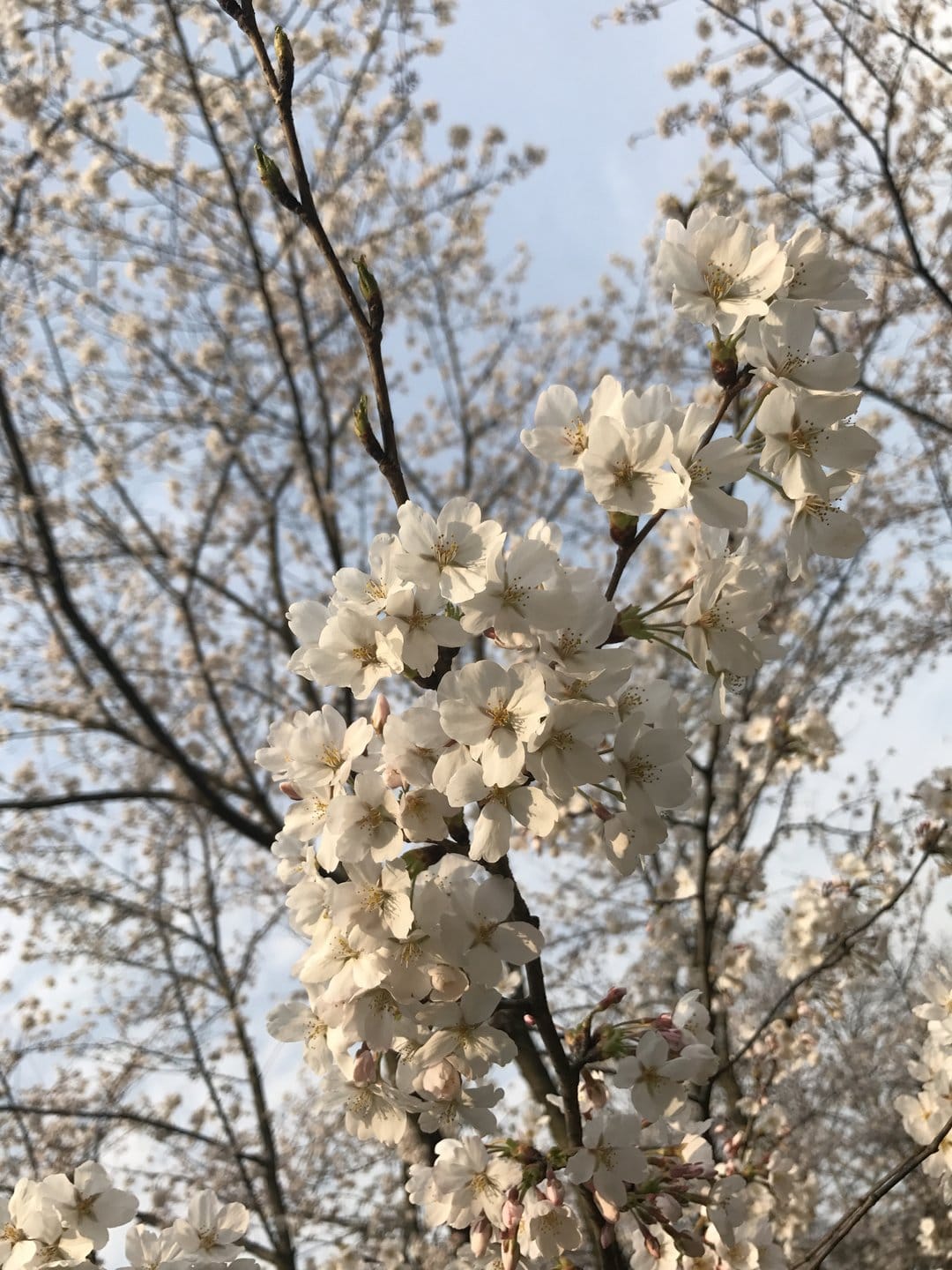 White cherry blossoms cluster on thin branches against a soft blue sky with diffused spring light and shadows.