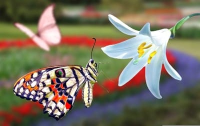 Butterfly with patterned wings perched on a white lily flower in a garden with a soft blurred green background.