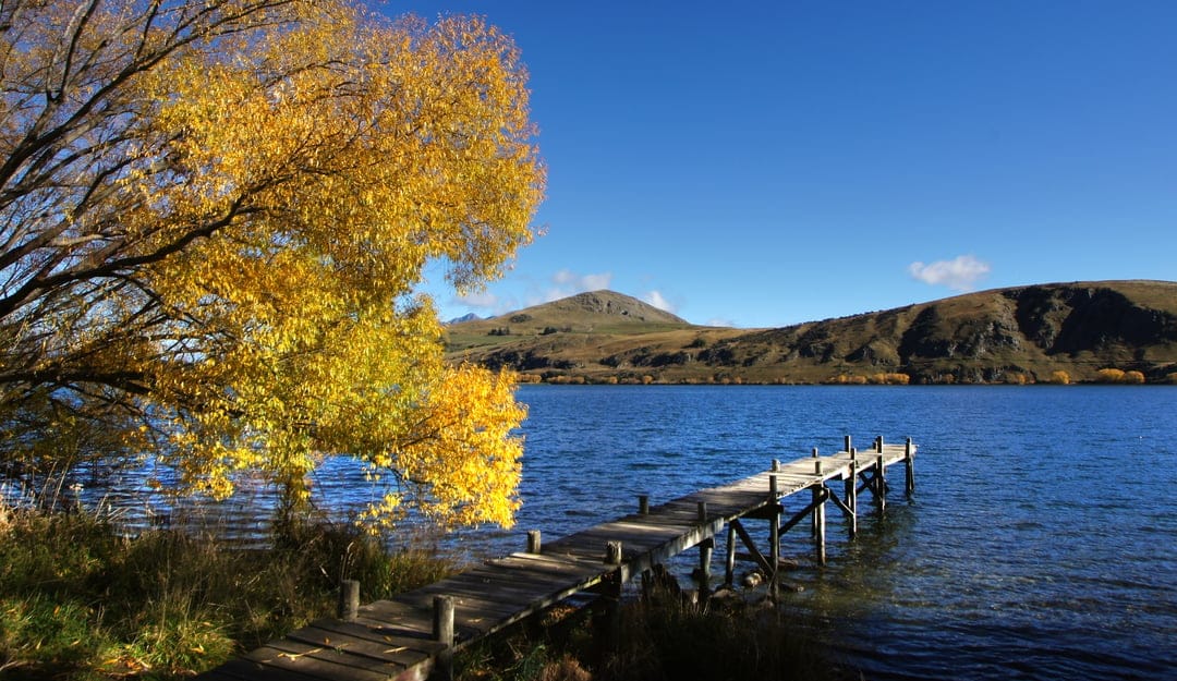Yellow autumn tree overhanging a calm blue lake with a weathered wooden jetty stretching toward rolling hills.