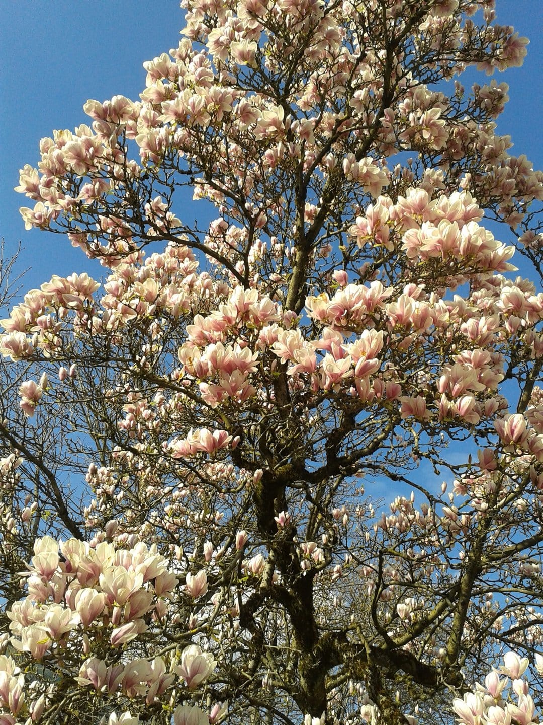 Pink and white magnolia blossoms on dark branches against a bright blue sky during a sunny spring day.