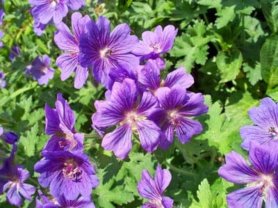 Purple geranium flowers with dark veins nestled in green lobed leaves under bright, natural garden sunlight.