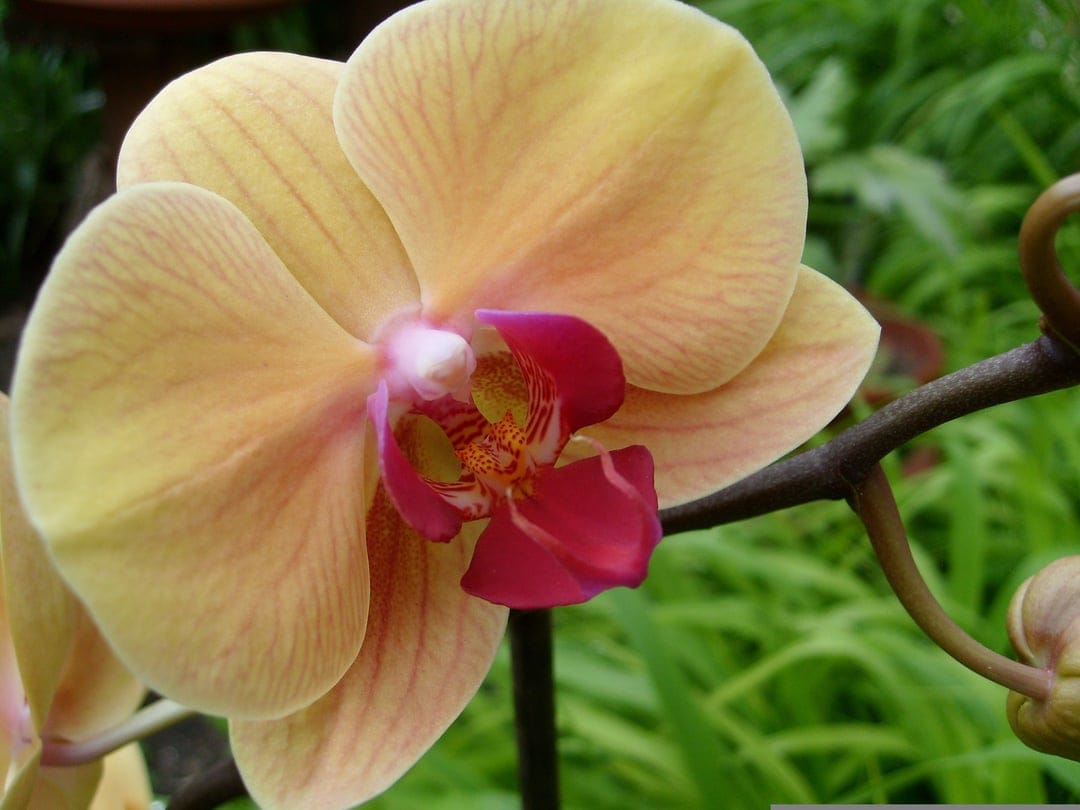 Peach Phalaenopsis orchid with a magenta lip and yellow accents set against a soft-focus green leaf background.