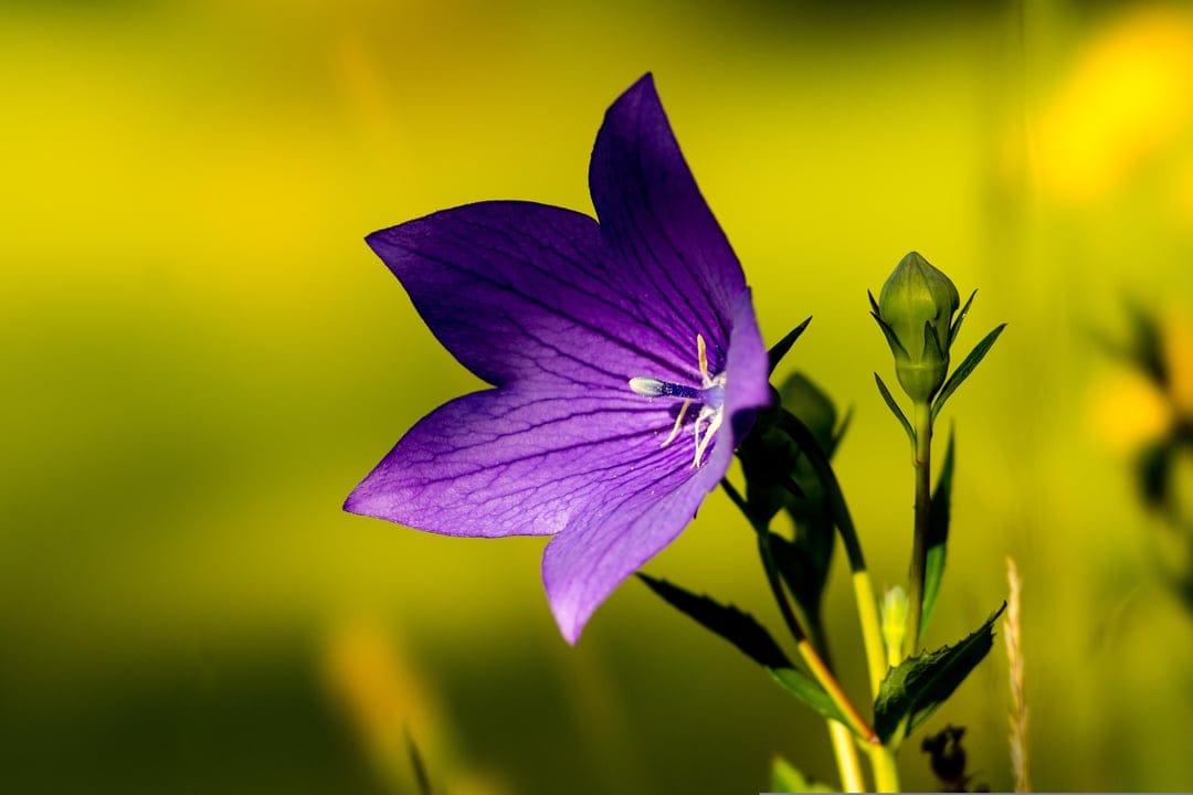 Purple balloon flower with dark veins and a green bud glows in soft sunlight against a blurred garden backdrop.