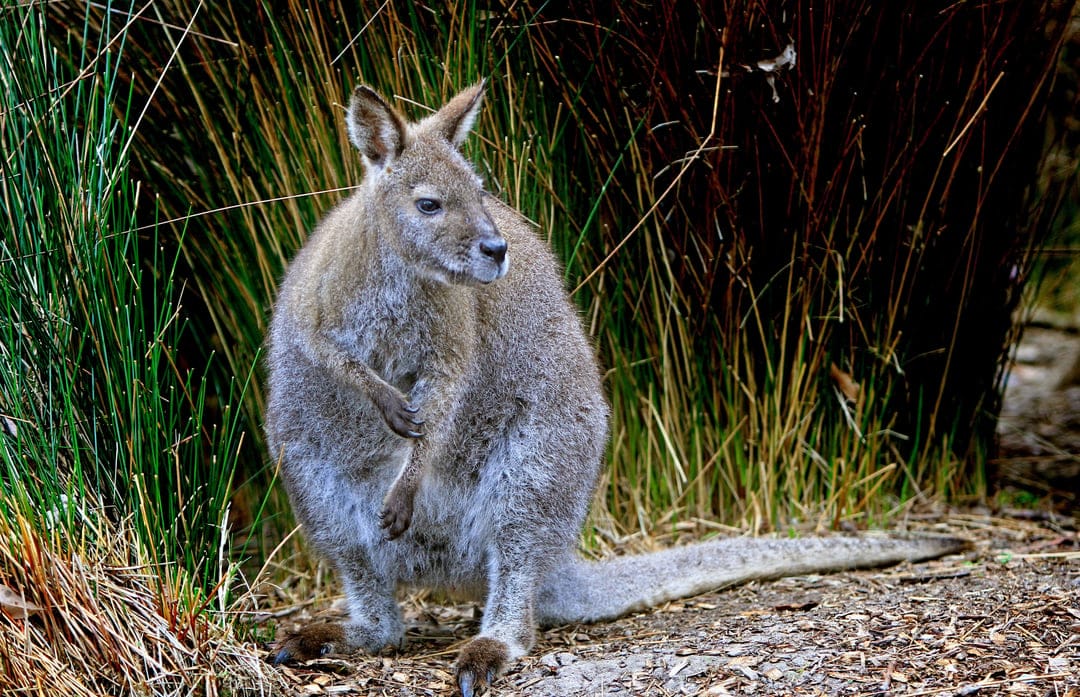 Wallaby with perked ears stands in tall green grass over a textured ground of small pebbles and dry autumn leaves.