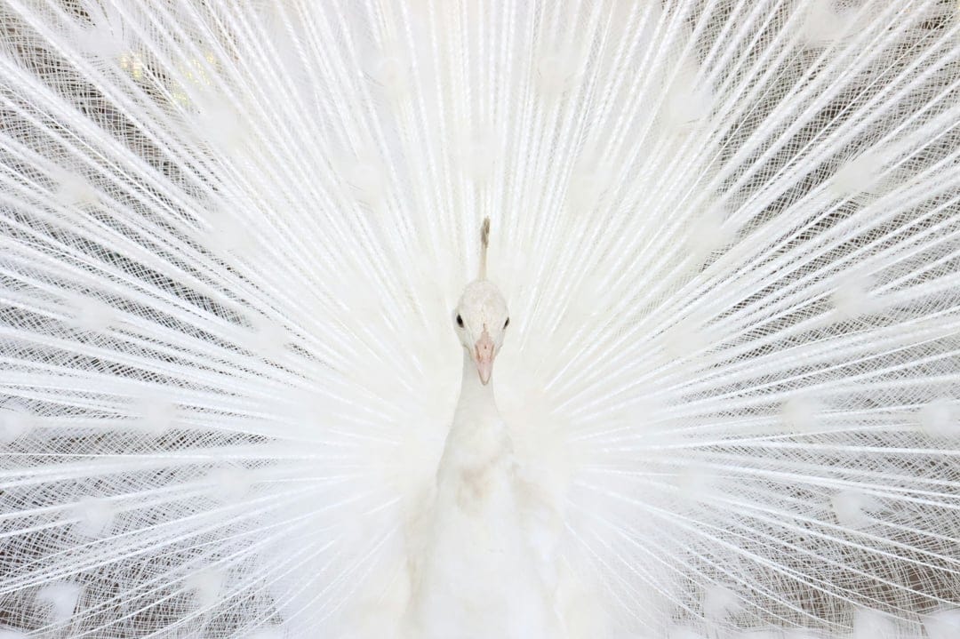White peacock spreads its ornate tail feathers in a full circular fan, showing intricate plume details.