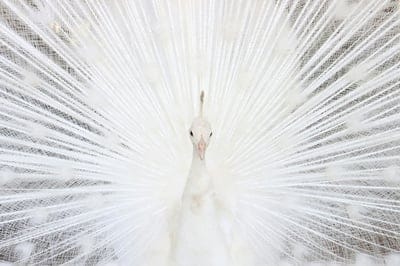 Peacock,Peacock wallpaper,Peacock desktop wallpaper,bird,bird wallpaper