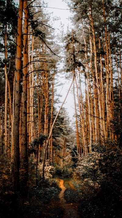 forest,nature,mobile wallpaper 4k,phone wallpaper,mobile wallpaper,iphone wallpaper,ipad wallpaper,trees,beautiful wallpaper,wallpaper,lock screen wallpaper,background,samsung wallpaper,digital art,digital artwork