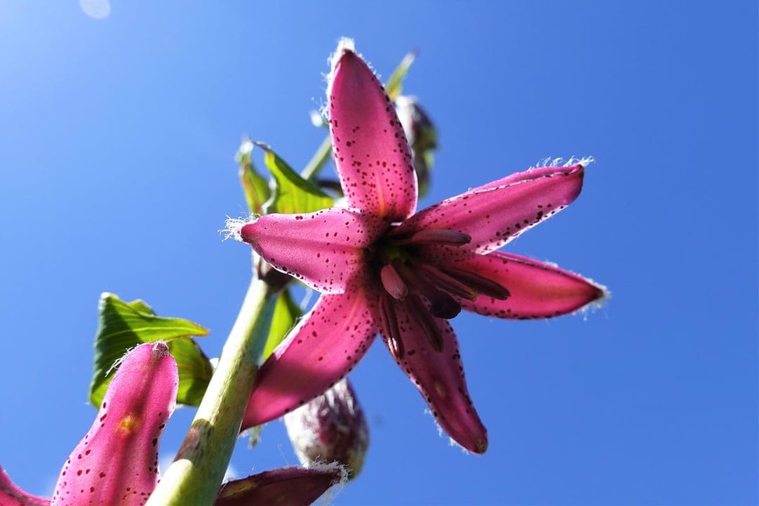 Pink lily with speckled petals and fringed edges stands against a cloudless blue sky in bright sunlight.