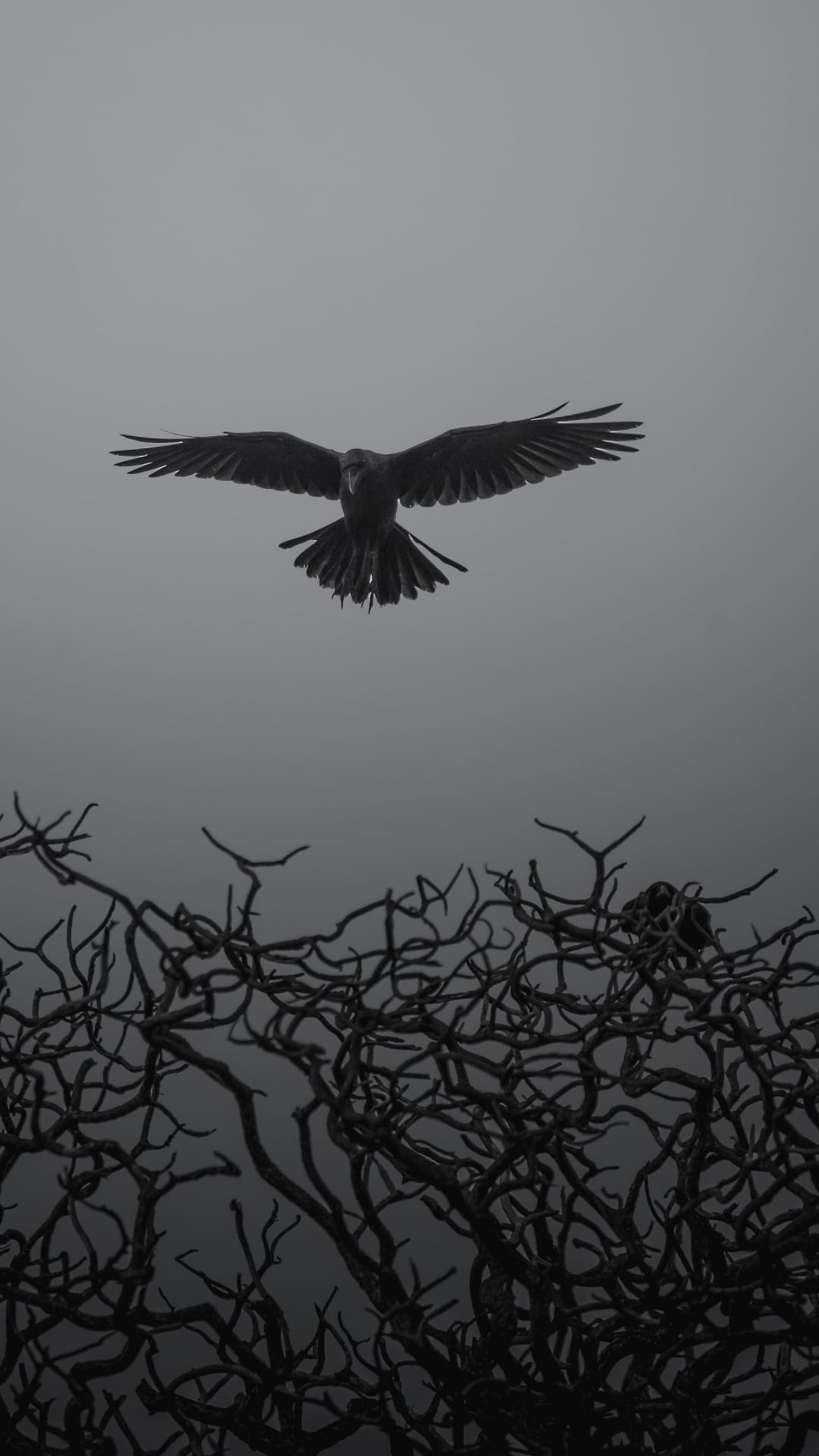 Crow with wings outstretched soaring over dark, gnarled tree branches against a hazy, overcast gray sky.
