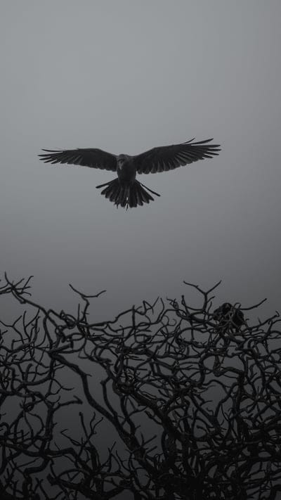 crow, branches, bw, bird, fly