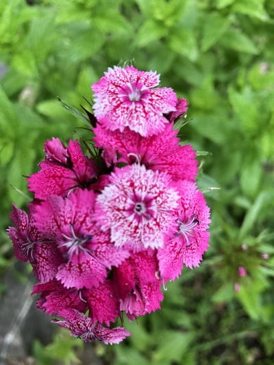 Magenta dianthus flowers featuring white speckled patterns and ruffled edges set against blurred green leaves.