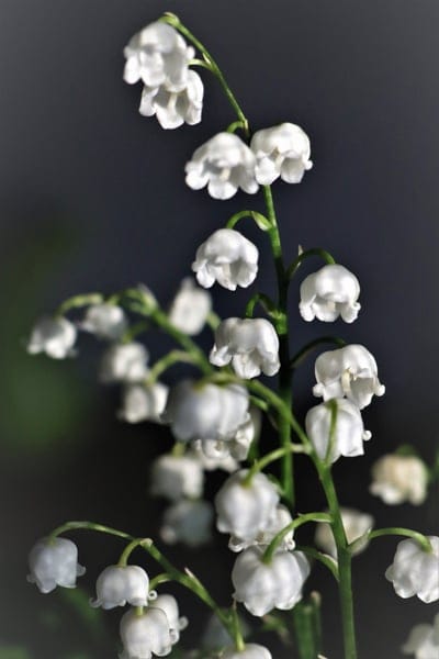 White bell-shaped Lily of the Valley flowers bloom on a green stem against a dark, moody blurred background.