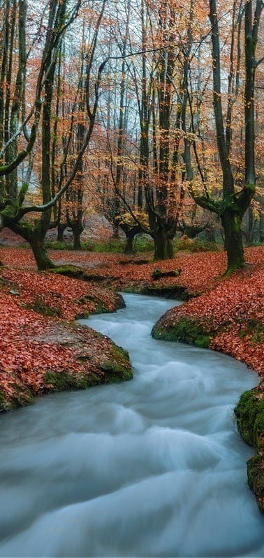 Autumn, forest, stream, nature, vibrant, peaceful, tranquil, magical, colorful, leaves, woodland, serene, outdoor, flowing water, fall, moss, picturesque, beautiful, ethereal, quiet