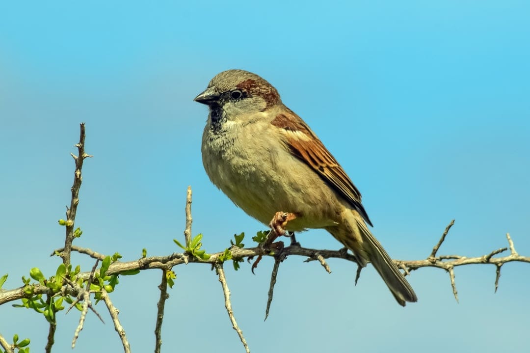 Male house sparrow with brown feathers perched on a thorny branch against a clear blue sky background.