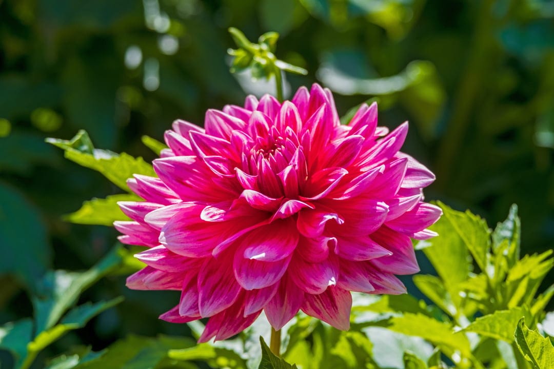 Pink dahlia flower with layered petals and white tips glows in sunlight against a blurred green leaf background.