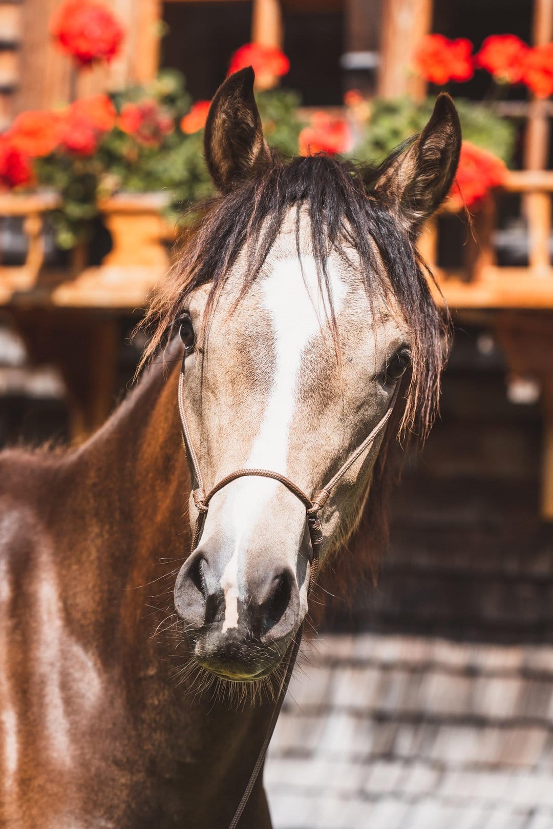 Bay horse with a white blaze and leather halter stands before a rustic wooden barn decorated with red flowers.