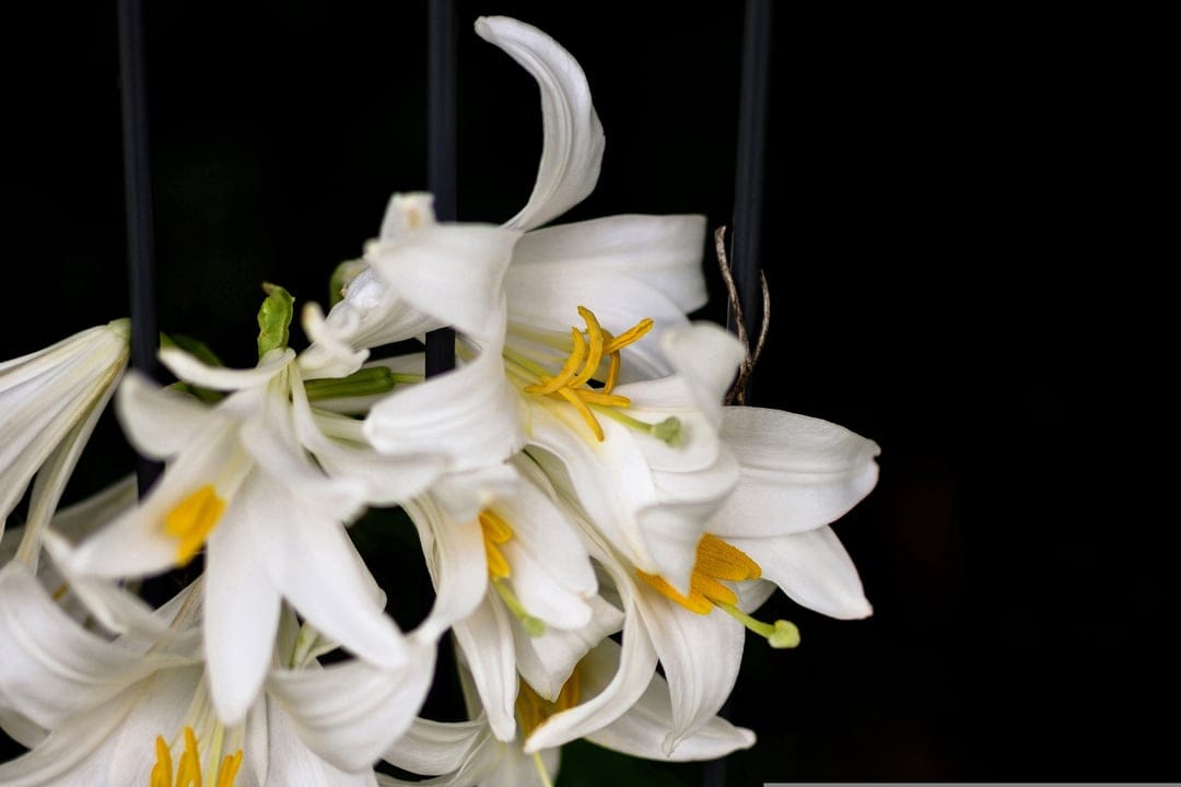 White Easter lilies with yellow stamens and green pistils centered on a stark black background in a macro shot.