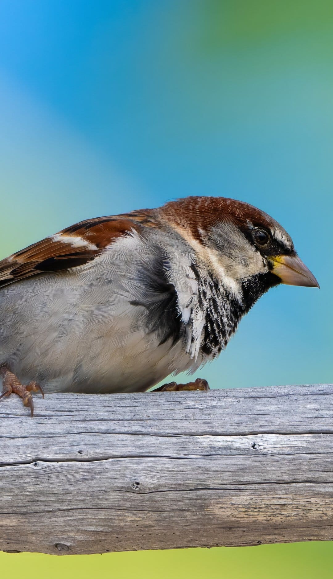 Male house sparrow with patterned brown feathers perches on a weathered branch against a soft blue and green backdrop.