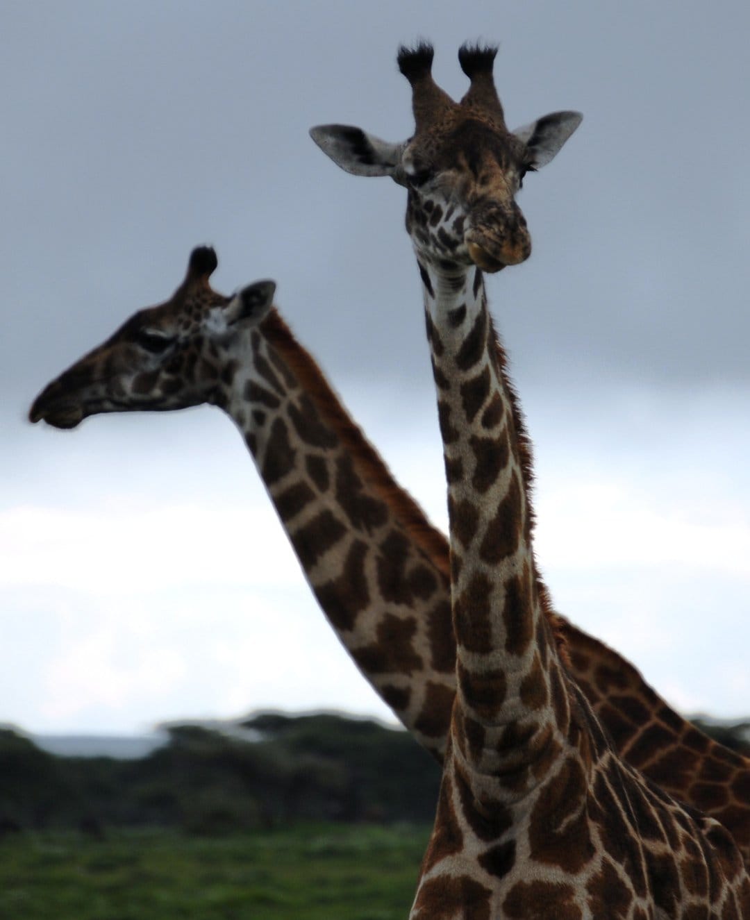 Two giraffes with patterned fur stand in a grassy safari landscape under a cloudy sky in a vertical composition.