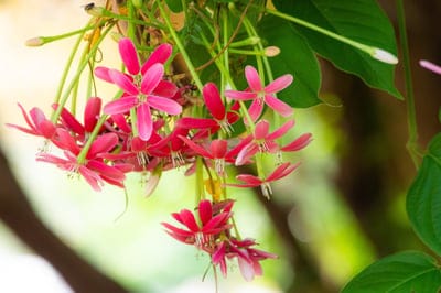 Pink Rangoon Creeper flowers hang in a star-shaped cluster against a soft-focus green and sunny garden backdrop.