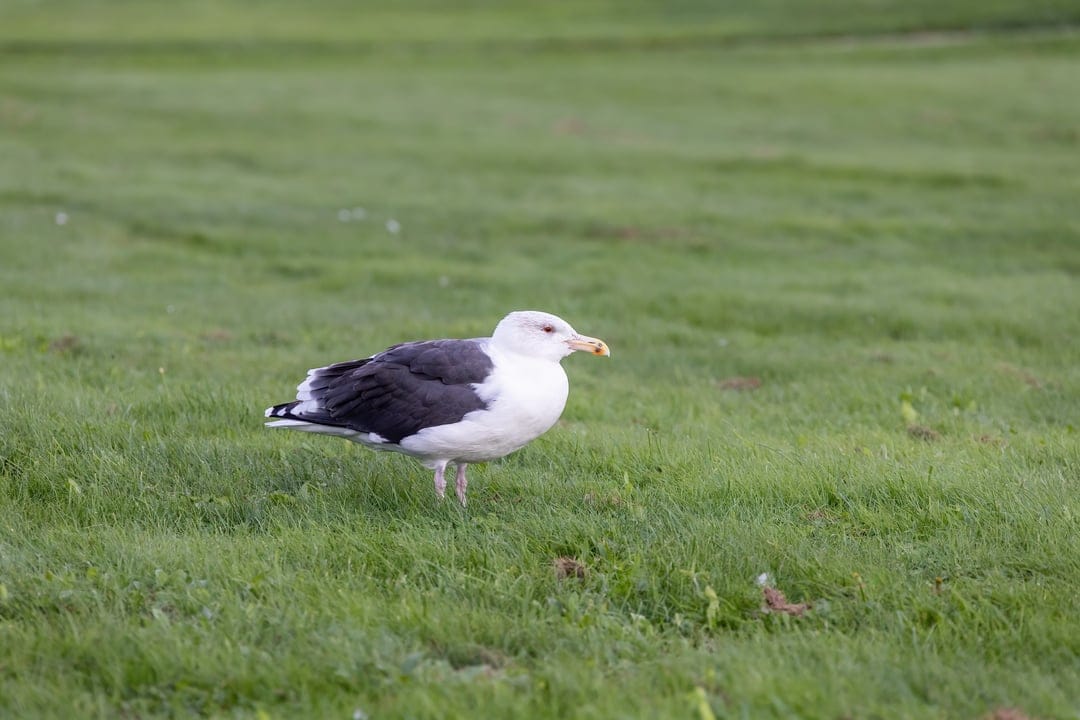 Seagull with a white body and black wings stands alert in a lush green meadow with a soft blurred background.