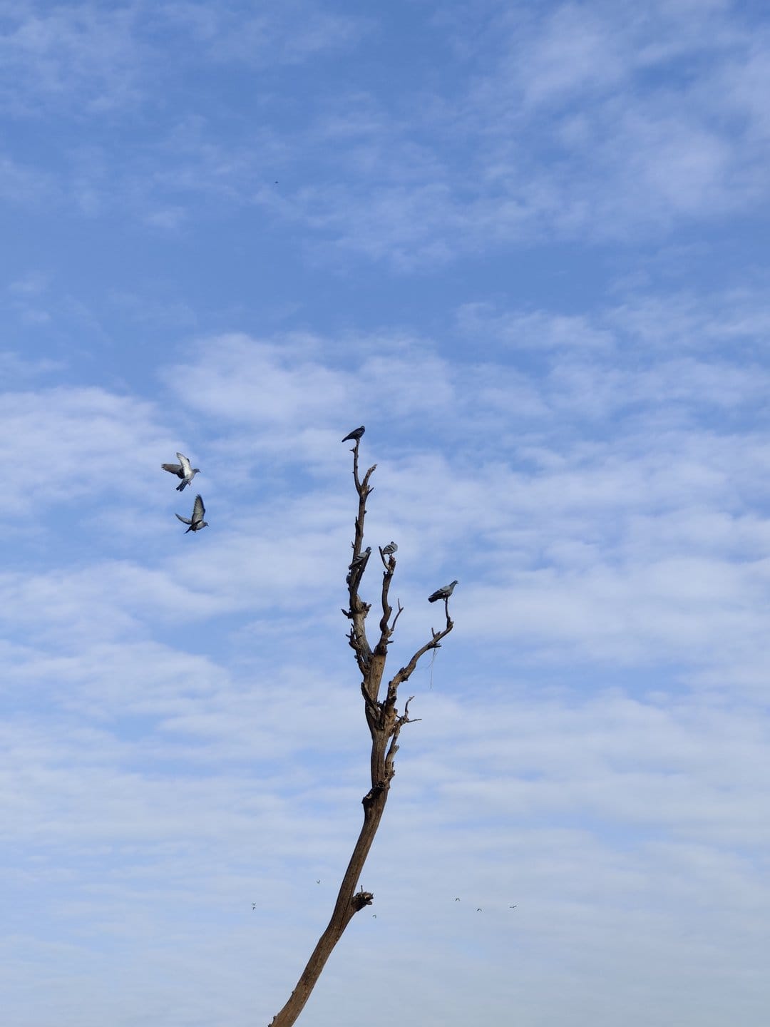 Songbirds perched on bare tree branches against a blue sky with white wispy clouds in a vertical composition.