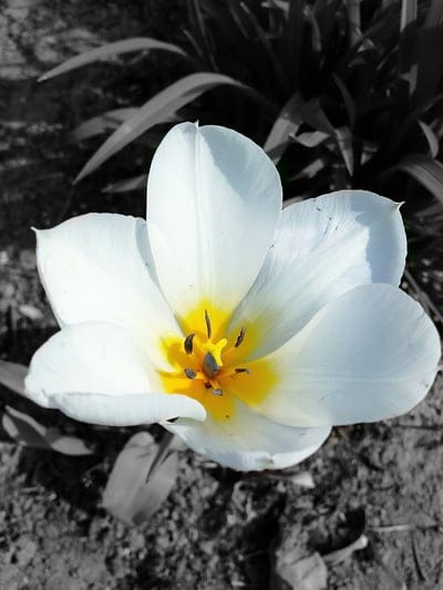 flower,pistil,flower background,macro,flower wallpaper,petals,beautiful flowers,nature