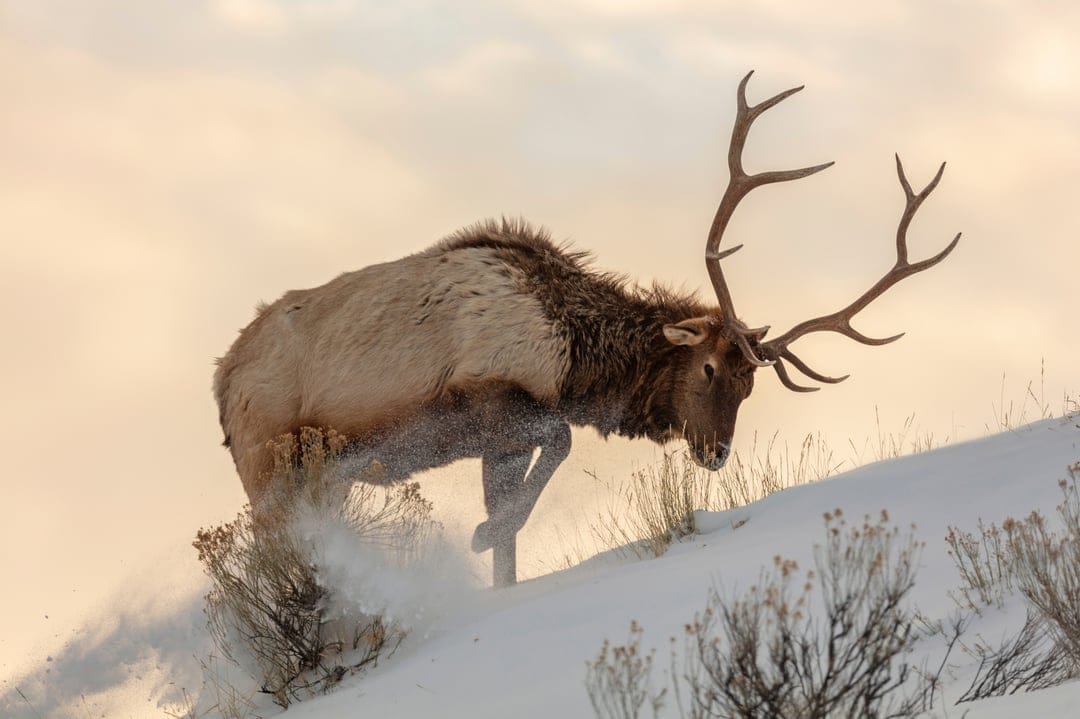 Bull elk with large antlers charging up a snowy hill while kicking up powder in warm golden hour sunlight.