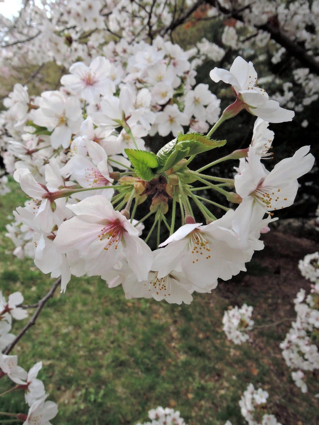 Cherry blossom petals with visible yellow stamens bloom against a soft green bokeh garden background.