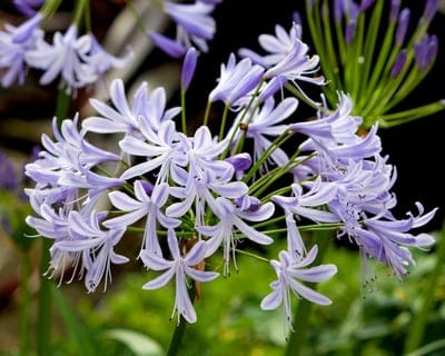 Purple Agapanthus flower cluster with striped petals and green buds against a blurred foliage backdrop.