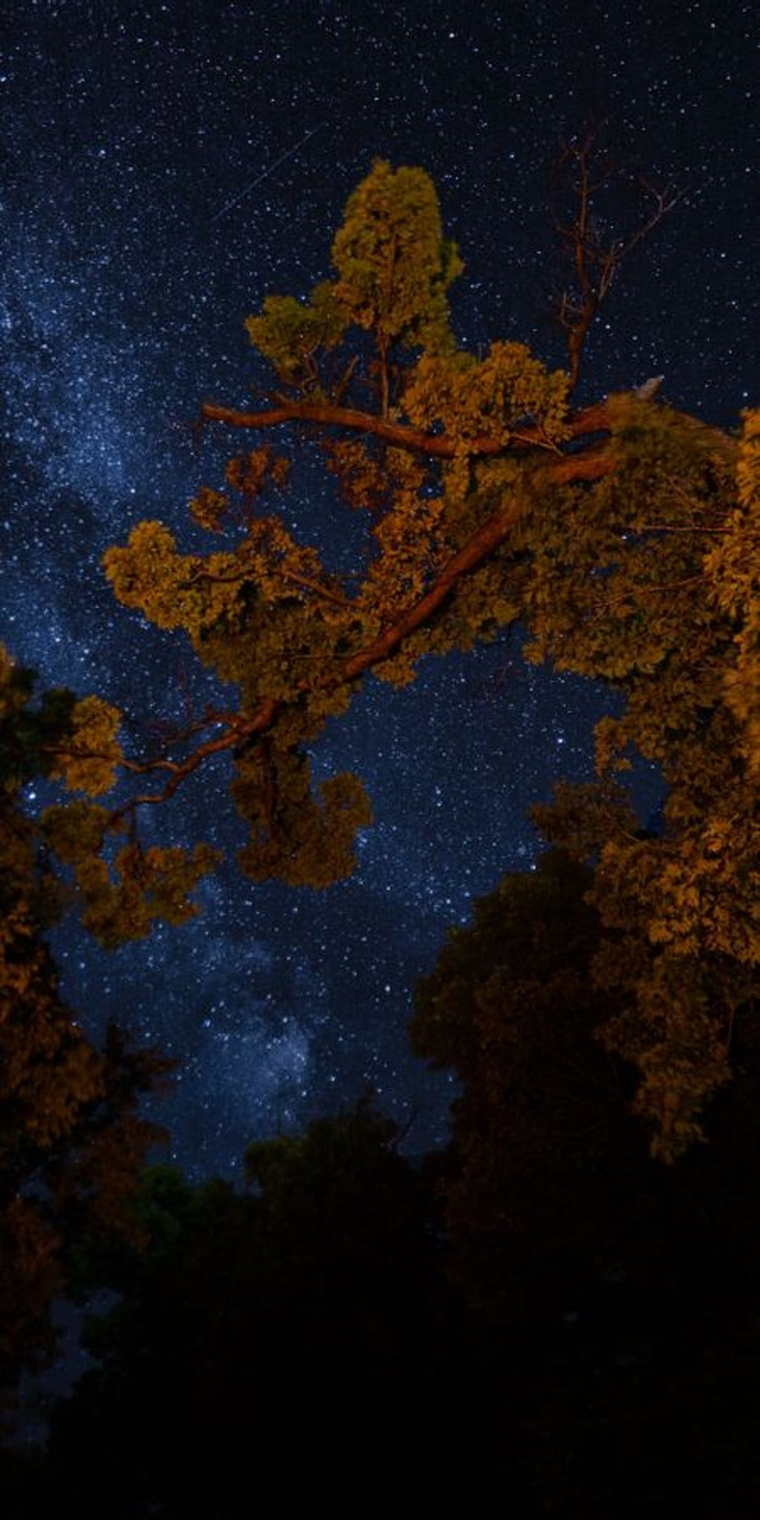 Silhouetted tree branches reach toward a dense cluster of stars and violet nebulae in a dark night sky.