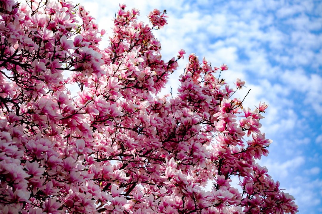 Pink magnolia blossoms cluster on branches against a bright blue sky with fluffy white clouds in spring.