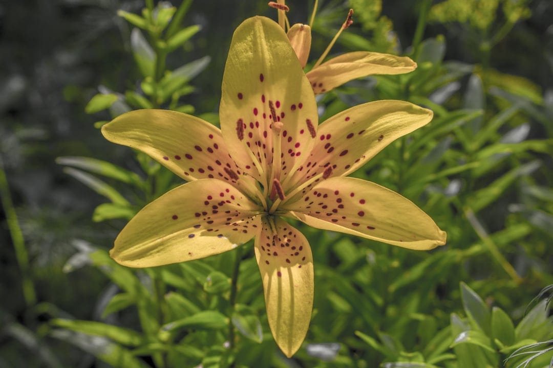 Yellow tiger lily with red speckles and prominent stamens stands out against a blurred green garden background.