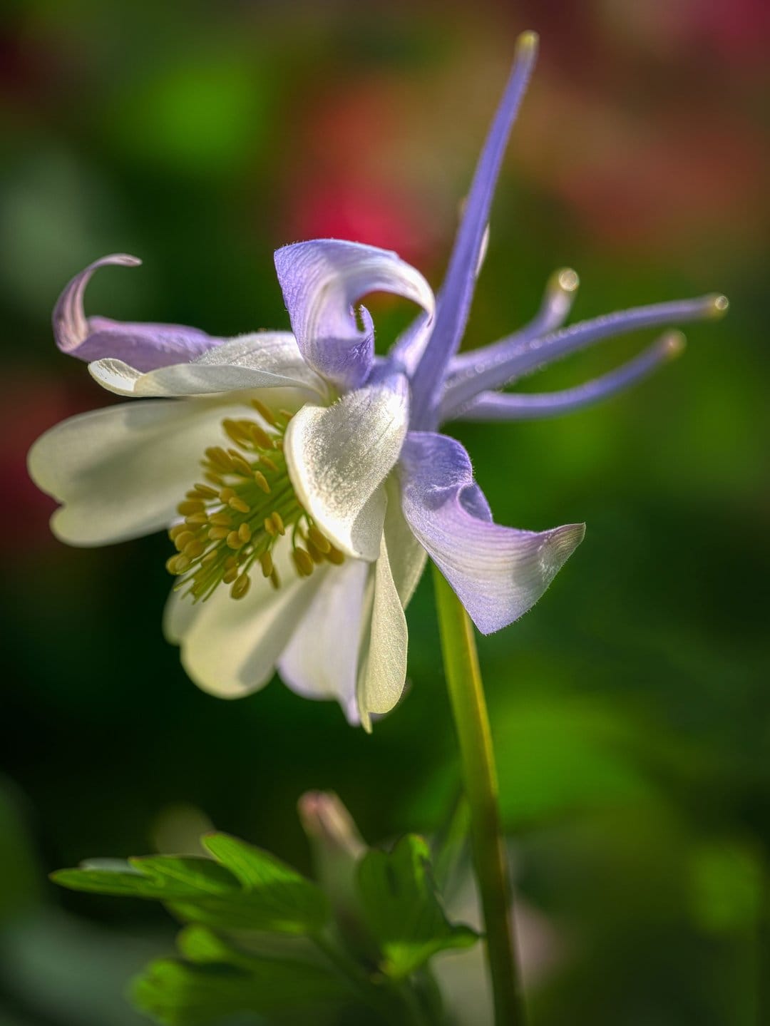 White columbine flower with lavender spurs and yellow stamens glows in soft light against a blurred background.