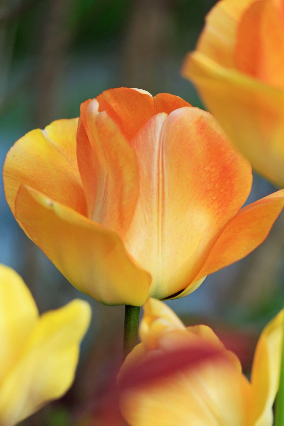 Orange tulip with curved petals sits centered against a blurred yellow and green garden background in macro view.