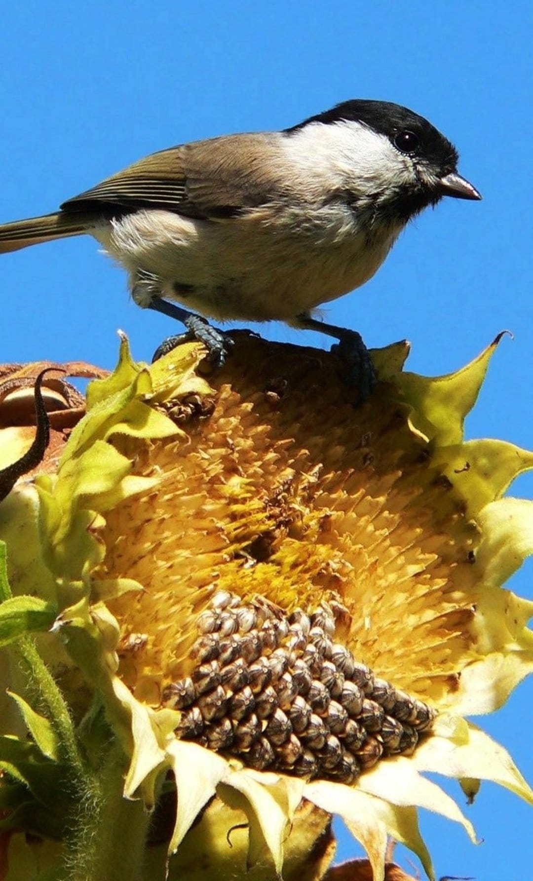 Chickadee perched on a sunflower head eating seeds against a clear blue sky in a vertical nature scene.