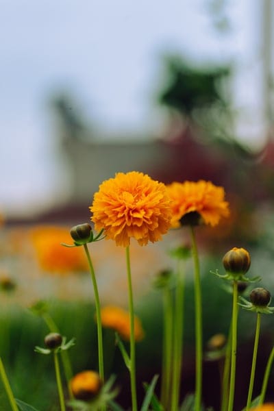 flower