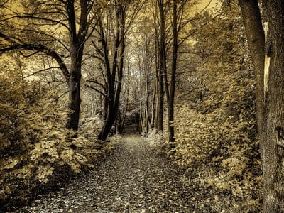 road,wallpaper 4k,forest,4k wallpaper,trees,tree,nature,windows wallpaper,seasons,full hd wallpaper,beautiful wallpaper,landscape,light,laptop wallpaper,desktop backgrounds,free background,effect,background,mac wallpaper,sepia