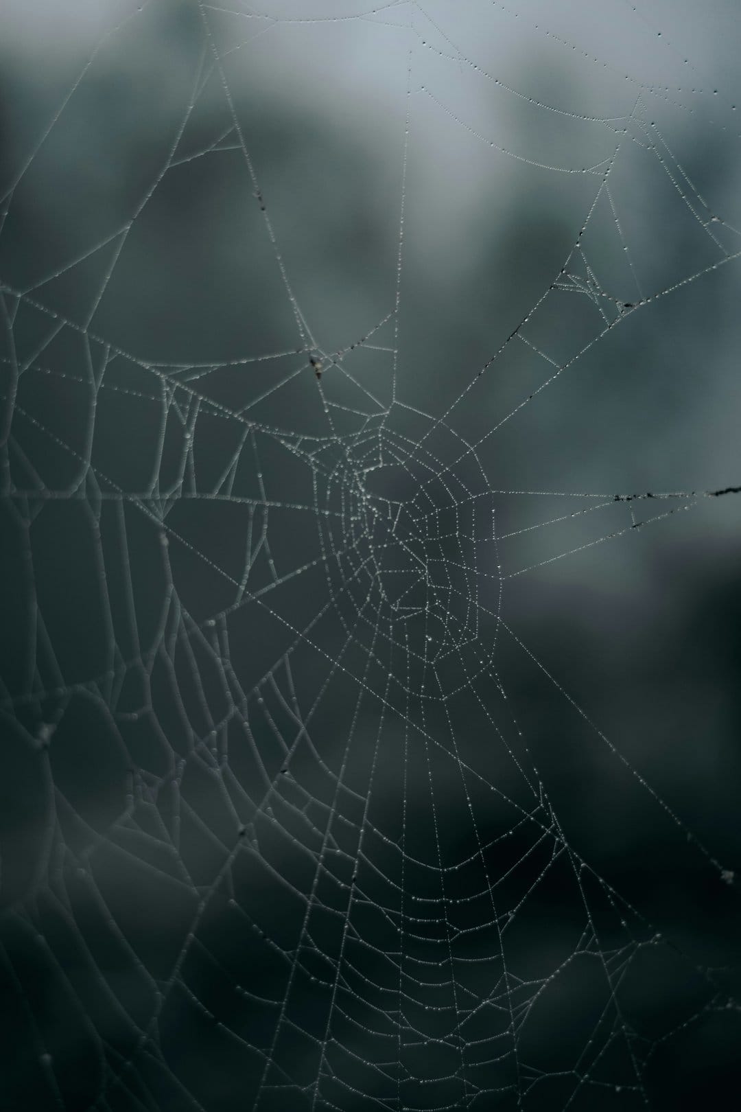 Crystalline dewdrops cling to a silk spiderweb against a blurred dark green and charcoal forest background.