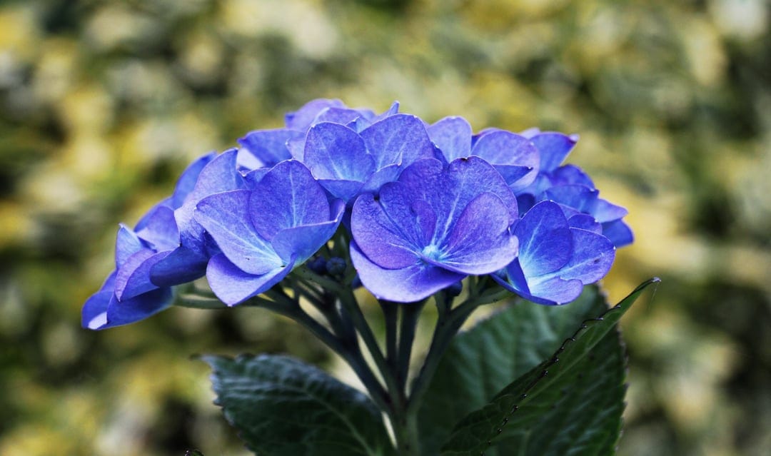 Blue hydrangea petals in a macro cluster with soft green leaves and a blurred yellow background in natural light.