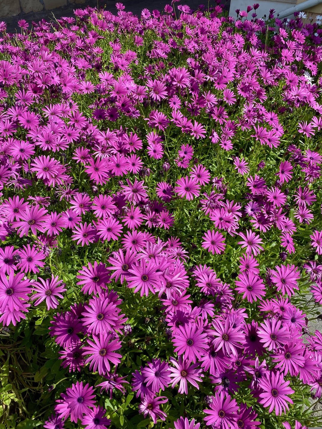Purple African daisies with dark centers pack a garden bed, sunlight catching the delicate textures of petals.