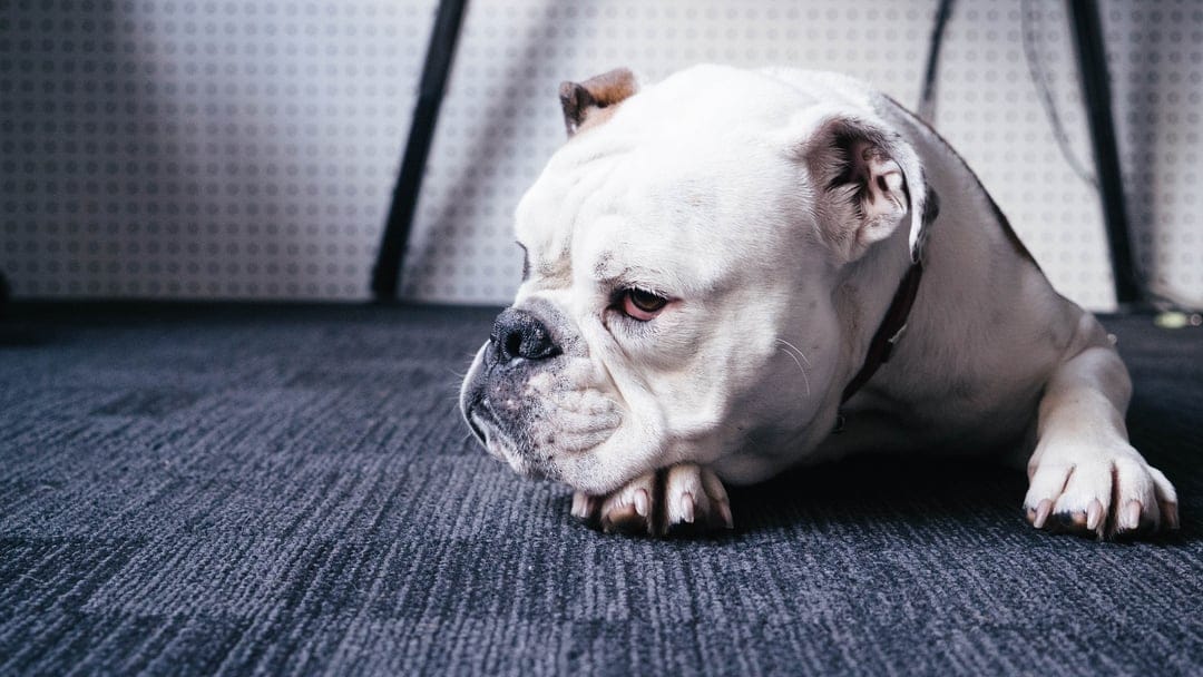White English Bulldog with a wrinkled face lies on a gray carpet, resting its heavy head on its paws.