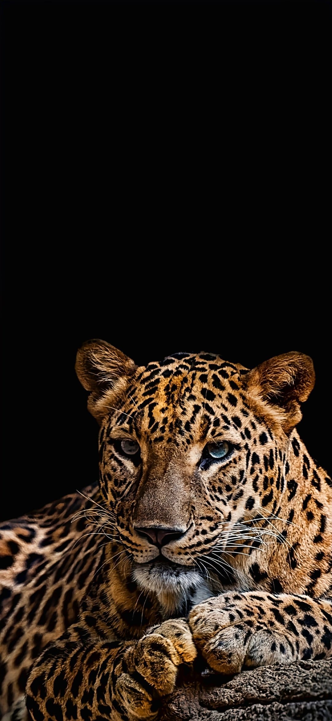 Leopard with brilliant blue eyes and spotted fur gazes forward against a solid black backdrop in sharp detail.