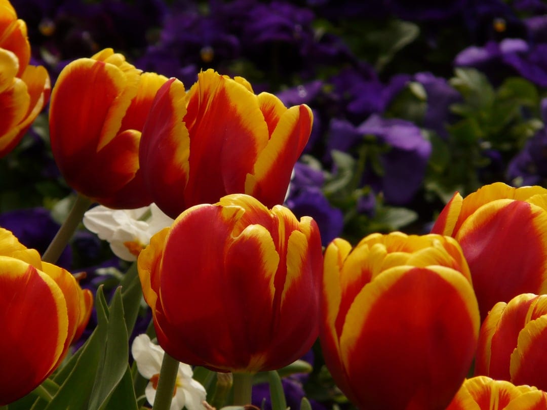Red and yellow tulips with ruffled edges stand before a blurred background of tiny purple garden flowers.