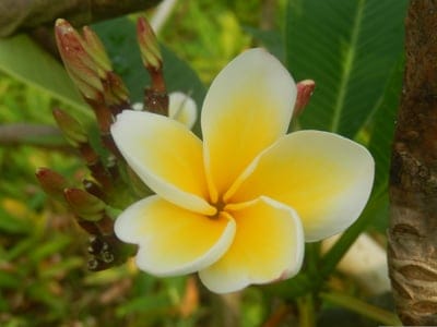 White plumeria flower with a yellow center blooms near green leaves and textured bark in a tropical garden.