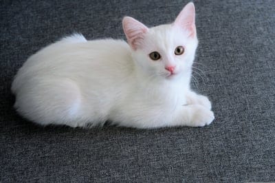 White kitten with amber eyes and a pink nose rests on a grey textured couch in a close-up portrait.