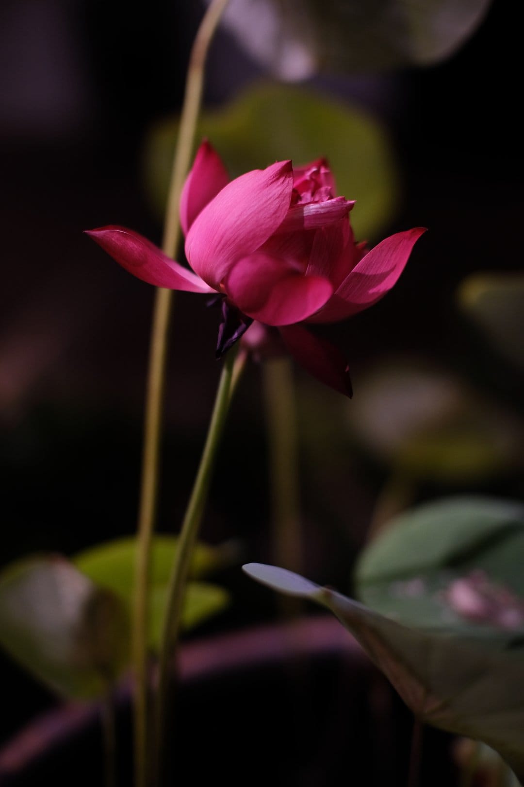 Pink lotus flower bud with soft petals emerging from a dark, moody garden background with green foliage.